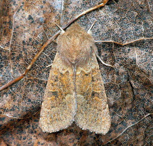 Rödlätt sälgfly / Rødlig Forårsugle, Orthosia miniosa. Höge Ås, Algutsrum, Öland, Sverige d. 7 maj 2022. Fotograf; Håkan Johansson
