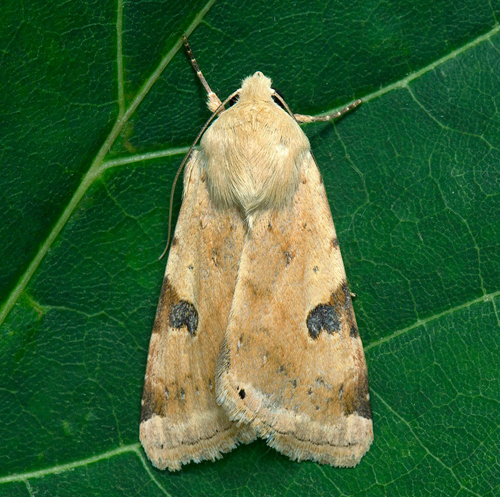 Bolmrtsknlfly/Skjold Trk-Ugle, Heliothis peltigera.1 ex. slaghvning. Brttorpsren, luzernflt, Norra Mckleby, land, Sverige d. 30 august 2022. Fotograf; Hkan Johansson, *Mats Lindeborg