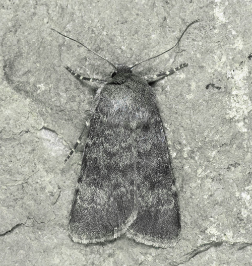 Skiffergrått jordfly / Lampeugle, Standfussiana lucernea (Staudinger, 1871). Funäsdalsberget, Funäsdalen, Tännäs, Härjedalen, Sverige d. 6 - 20 juli 2022. Fotograf; Håkan Johansson