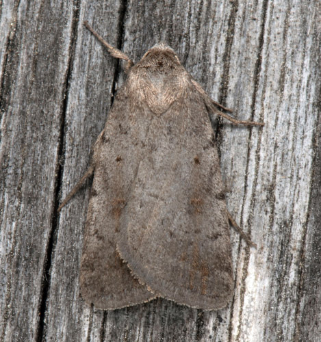 Kalkhällsfly, Athetis gluteosa. Filehajdar, Othem, Gotland, Sverige d. 21 juni 2022. Fotograf; Håkan Johansson