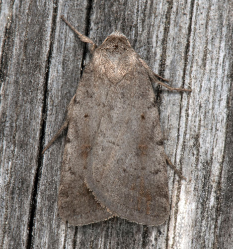 Kalkhllsfly, Athetis gluteosa. Filehajdar, Othem, Gotland, Sverige d. 21 juni 2022. Fotograf; Hkan Johansson