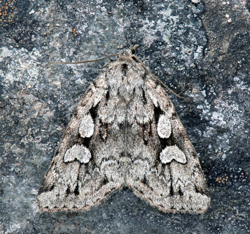 Gråpudrat skogsfly, Xestia rhaetica (Staudinger, 1871). Funäsdalsberget, Funäsdalen, Tännäs, Härjedalen, Sverige d. 6 - 20 juli 2022. Fotograf; Håkan Johansson