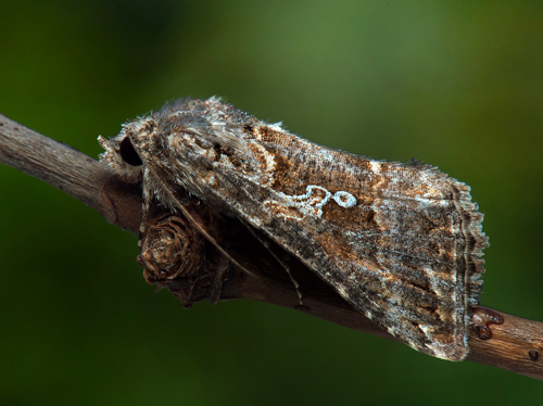 Nimetallfly / Ni-Metalugle, Trichoplusia ni (Hbner, 1803) noterad slaghvning. Sibylla s kyrka, Nsby, land, Sverige d. 28 august 2022. Fotograf; Hkan Johansson , *Robin Isaksson