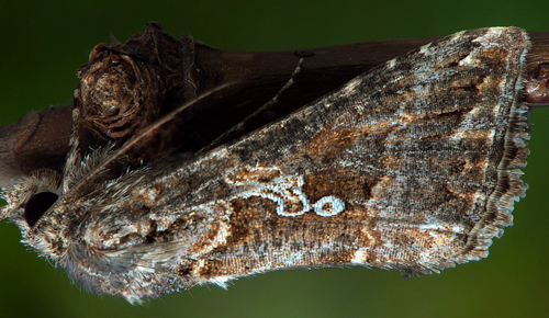 Nimetallfly / Ni-Metalugle, Trichoplusia ni (Hbner, 1803) noterad slaghvning. Sibylla s kyrka, Nsby, land, Sverige d. 28 august 2022. Fotograf; Hkan Johansson , *Robin Isaksson