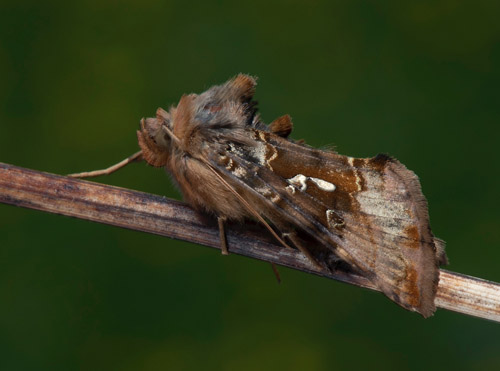 Lngflckat metallfly / Nordlig Gammaugle, Autographa macrogamma. Karesuando vgrenar, Karesuando, Torne Lappmark, Sverige d. 3 juli 2022. Fotograf; Hkan Johansson