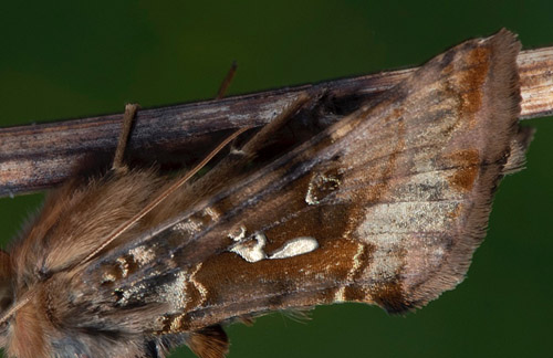 Lngflckat metallfly / Nordlig Gammaugle, Autographa macrogamma. Karesuando vgrenar, Karesuando, Torne Lappmark, Sverige d. 3 juli 2022. Fotograf; Hkan Johansson