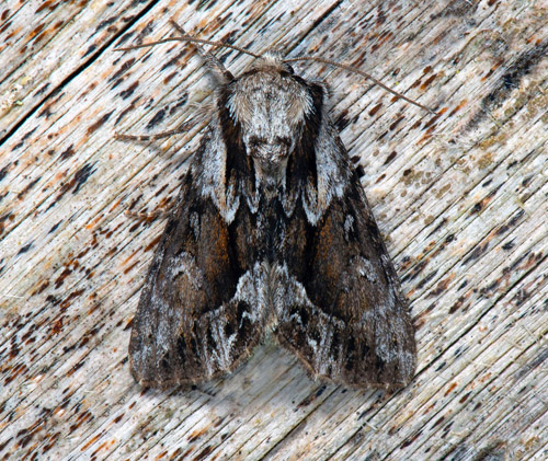 Raggfly / Retvinklet Ugle, Hyppa rectilinea. Brödlöseberget, Styggforsån, Boda, Dalarna, Sverige d. 6 juli 2022. Fotograf; Håkan Johansson