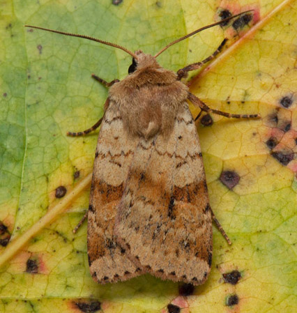 Mångformigt jordfly / Skovugle, Diarsia mendica. Varehögen, Magnarps strand, Barkåkra, Skåne d. 13 juni 2022. Fotograf; Håkan Johansson