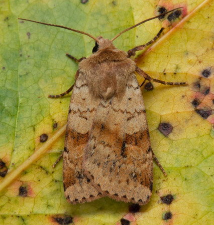 Mngformigt jordfly / Skovugle, Diarsia mendica. Varehgen, Magnarps strand, Barkkra, Skne d. 13 juni 2022. Fotograf; Hkan Johansson