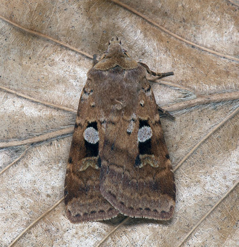 Mångformigt jordfly / Skovugle, Diarsia mendica. Varehögen, Magnarps strand, Barkåkra, Skåne d. 13 juni 2022. Fotograf; Håkan Johansson