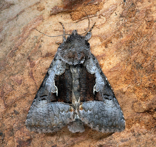 Lapskt metallfly / Lappisk Metalugle, Syngrapha diasema (Boisduval, 1829). Funsdalsberget, Funsdalen, Tnns, Hrjedalen, Sverige d. 6 - 20 juli 2022. Fotograf; Hkan Johansson