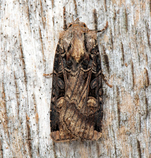 Vinkeljordfly / Polygon-Ugle, Opigena polygona. Törnbotten by, Algutsrum Öland, Sverige d. 23 september 2022. Fotograf; Håkan Johansson, Mats Lindeborg