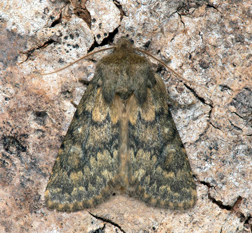Tempelfly / Skærm-Ugle, Dasypolia templi. Höge Ås, Algutsrum, Öland, Sverige o d. 26 september 2022. Fotograf; Håkan Johansson