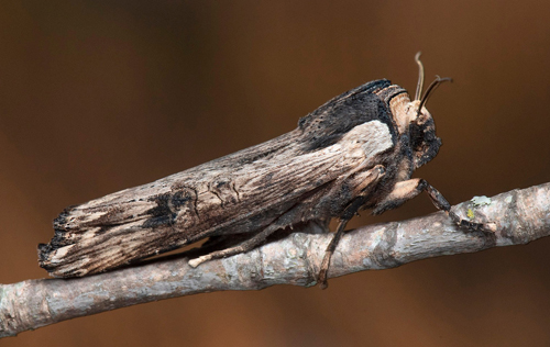 Större mantelfly / Kåbeugle, Xylena exsoleta. Mellstaby, Gräsgård, Öland, Sverige d. 1 oktober 2022.Fotograf; Håkan Johansson. Tack till Henrik Lind för visning av fjärilen.