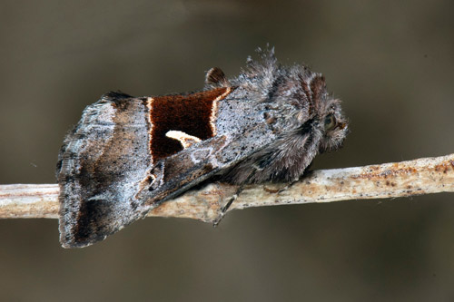 Hgnordiskt metallfly / Hjnordisk Metalugle, Syngrapha parilis (Hbner, 1809). 5 km st Abisko. Rautas stn., Jukkasjrvi, Torne Lappmark, Sverige d. 28 juni 2022. Fotograf; Hkan Johansson