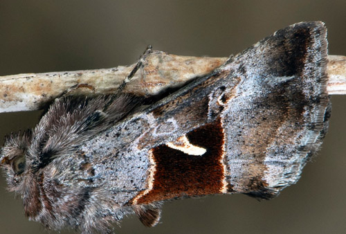 Hgnordiskt metallfly / Hjnordisk Metalugle, Syngrapha parilis (Hbner, 1809). 5 km st Abisko. Rautas stn., Jukkasjrvi, Torne Lappmark, Sverige d. 28 juni 2022. Fotograf; Hkan Johansson