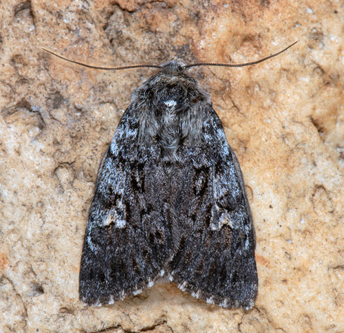 Sibiriskt lundfly / Silke-Ugle, Polia bombycina. Rautas stn. 5 km öst for Abisko, Jukkasjärvi, Torne Lappmark, Sverige d. 29 juni 2022. Fotograf; Håkan Johansson