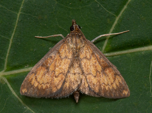 Rödgult ängsmott, Ecpyrrhorrhoe rubiginalis (Hübner, 1796). Gårdby sandhed, Parkeringen, Öland, Sverige d. 15 august 2022. Fotograf; Håkan Johansson, *Claes Möllersten, Mats Lindeborg