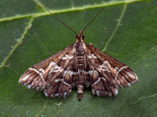 Bokstavsmott / Bogstavsml, Evergestis forficalis. leklinta, Albke, land, Sverige d. 15 aug 2022. Fotograf; Hkan Johansson