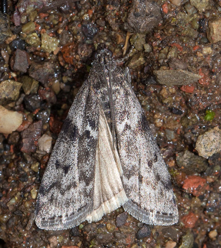 Eyrasla, Gesneria centuriella. Hjlandet ved den sydvestlige del af Lagarfljt, nr hovedvej 910. Island d. 1 juli 2022. Fotograf; Henrik Bringse