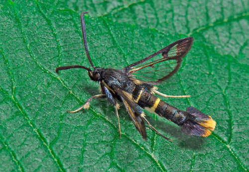 Olvonglasvinge / Kvalkvedglassværmer, Synanthedon andrenaeformis. Botaniska trädgården, Uppsala, Upland, Sverige d. 26 juni 2022. Fotograf; Håkan Johansson, Hans Forslind, Anders Brattström m.fl.