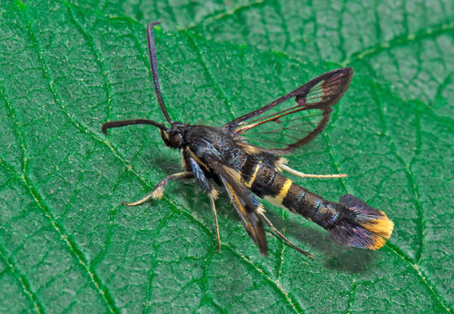 Olvonglasvinge / Kvalkvedglassvrmer, Synanthedon andrenaeformis. Botaniska trdgrden, Uppsala, Upland, Sverige d. 26 juni 2022. Fotograf; Hkan Johansson, Hans Forslind, Anders Brattstrm m.fl.