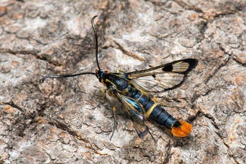 Dolkstekelglasvinge / Birkeglassværmer, Synanthedon scoliaeformis. Hökvägen, Magnarps strand, Barkåkra, Skåne, Sverige d. 9 juni 2022. Fotograf; Håkan Johansson