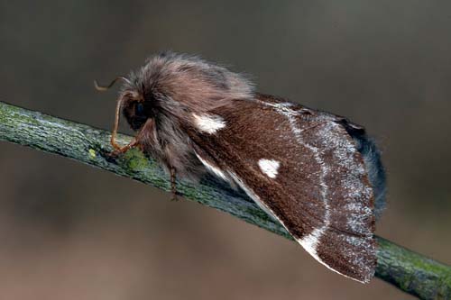 Björkspinnare / Uldhale, Eriogaster lanestris hun. Öland, Sverige d. 24 marts 2022. Fotograf; Håkan Johansson