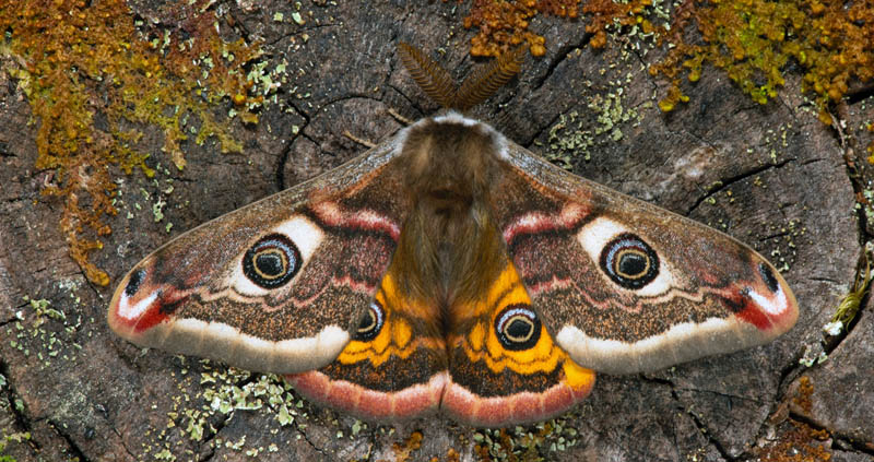 Mindre pfgelspinnare, Saturnia pavonia han. Grytsjn, Jrnvgsvallen, Grytsjns naturreservat, Bckebo, Bckebo, Smland, Sverige  d. 1 maj 2022. Fotograf; Hkan Johansson