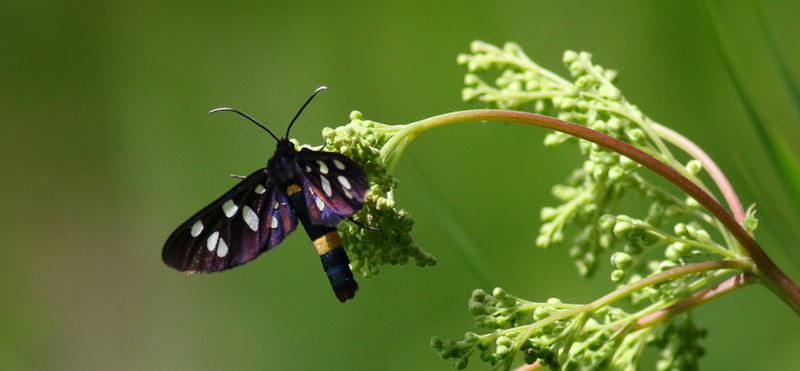 Vitfläckig glansvinge, Amata phegea (Linnaeus, 1758). Högby, Öland, Sverige d. 2 juli 2022. Fotograf; Tobias Berger