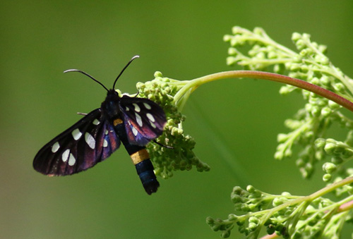 Vitflckig glansvinge, Amata phegea (Linnaeus, 1758). Hgby, land, Sverige d. 2 juli 2022. Fotograf; Tobias Berger