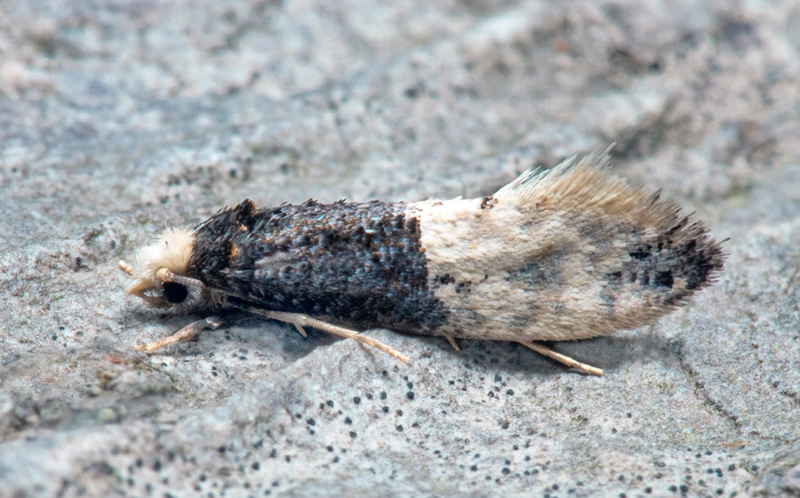 Spybollsmal / Uglegylpml, Trichophaga scandinaviella (Zagulajev, 1960). Homrevets sandtag, Homrevet, Bda, land,Sverige d. 15 aug 2022. Fotograf; Hkan Johansson