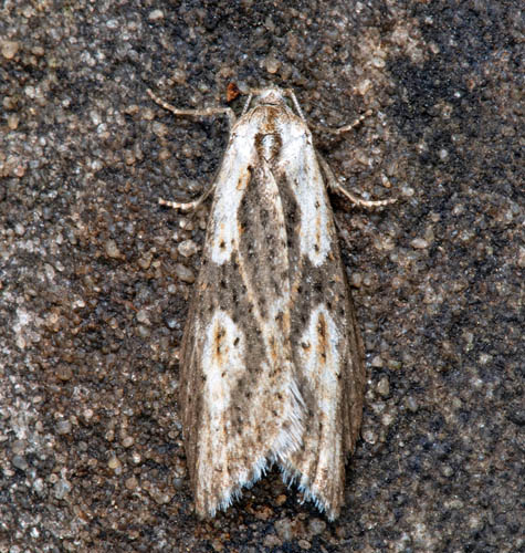 Tryvrvecklare, Doloploca punctulana. Hge s, Algutsrum, land, Sverige d. 6 maj 2022. Fotograf; Hkan Johansson