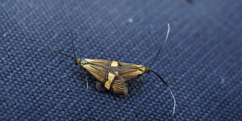 Løvskovslanghornsmøl, Nemophora degeerella parring. Asserbo, Nordsjælland d. 6 juni 2023. Fotograf; Lars Andersen