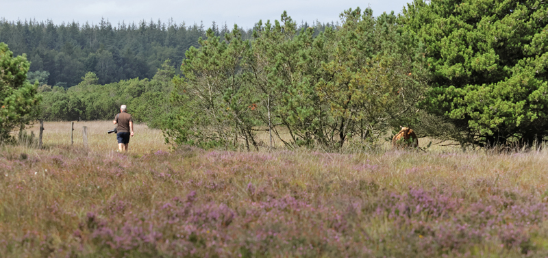 Lokalitet for Ensianblfugl, Phengaris alcon. Marbk Naturpark, Snderjylland d.15 august 2023. Fotograf; Lars Andersen