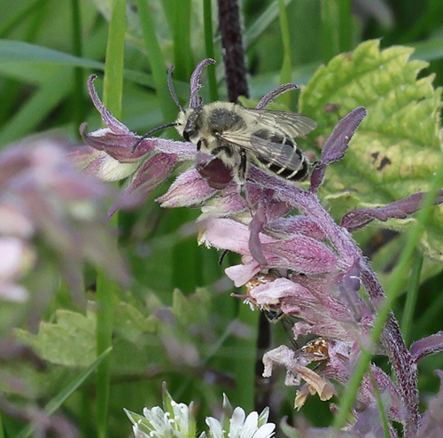 Rdtopbi, Melitta tricincta. p Hstrdtop, Odontites vulgaris. Rveskiftet, Nordsjlland d. 5 august 2023. Fotograf; Lars Andersen