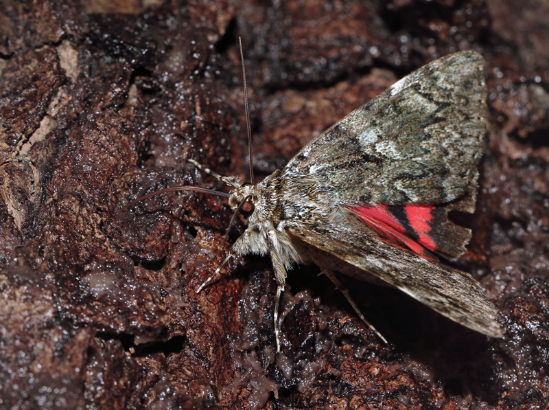 Ege-Ordensbnd, Catocala promissa. Arrenakke, Nordsjlland d. 11  august 2023. Fotograf; Henrik S Larsen
