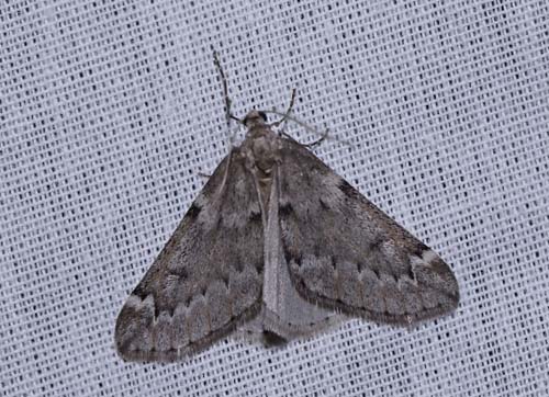 Uldgumpmler, Alsophila aescularia han. Arrenakke, Nordsjlland d. 18 marts 2023. Fotograf; Henrik S. Larsen