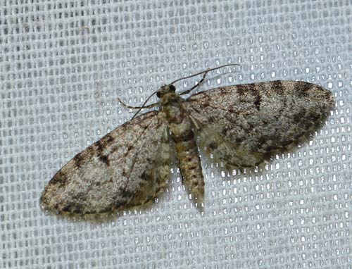 Lille Grankoglemåler, Eupithecia analoga. Arrenakke, Nordsjælland d. 22 maj 2023. Fotograf; Henrik S. Larsen