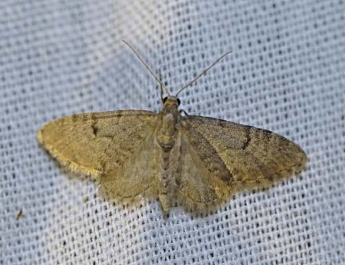 Lille Grankoglemåler, Eupithecia analoga. Arrenakke, Nordsjælland d. 22 maj 2023. Fotograf; Henrik S. Larsen