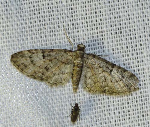 Grågrøn Egedværgmåler, Eupithecia dodoneata. Arrenakke, Nordsjælland d. 22 maj 2023. Fotograf; Henrik S. Larsen