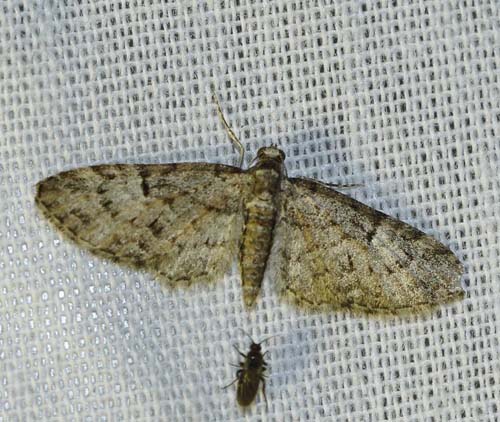 Grgrn Egedvrgmler, Eupithecia dodoneata. Arrenakke, Nordsjlland d. 22 maj 2023. Fotograf; Henrik S. Larsen