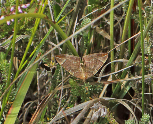 Pile-Havemler, Eulithis testata. Marbk Naturpark, Snderjylland d. 15 august 2023. Fotograf; Torben Evald