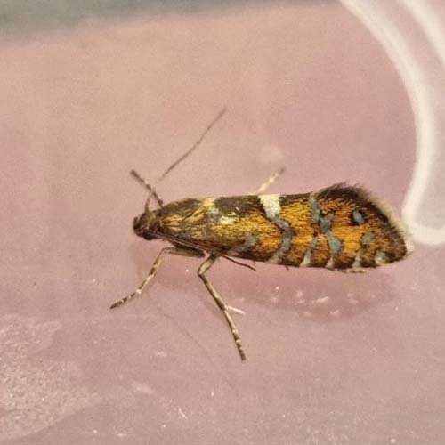 Glyphipterix bergstraesserella. Melby Overdrev / Asserbo Plantage, Nordsjælland d. 28 - 29 maj 2023. Fotograf; Oskar Zytnik