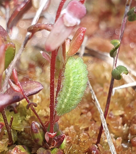 Grøn Busksommerfugl, Callophrys rubi larve på tranebær. Skidendam, Teglstrup Hegn, Nordsjælland, Danmark d. 3 juni 2023. Fotograf; Anders N. Michaelsen