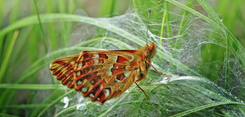 Moseperlemorsommerfugl, Boloria aquilonaris. Kirkemose, Ryegaard Dyrhave. Sjlland d. 22juni 2023. Fotograf; Henrik S. Larsen