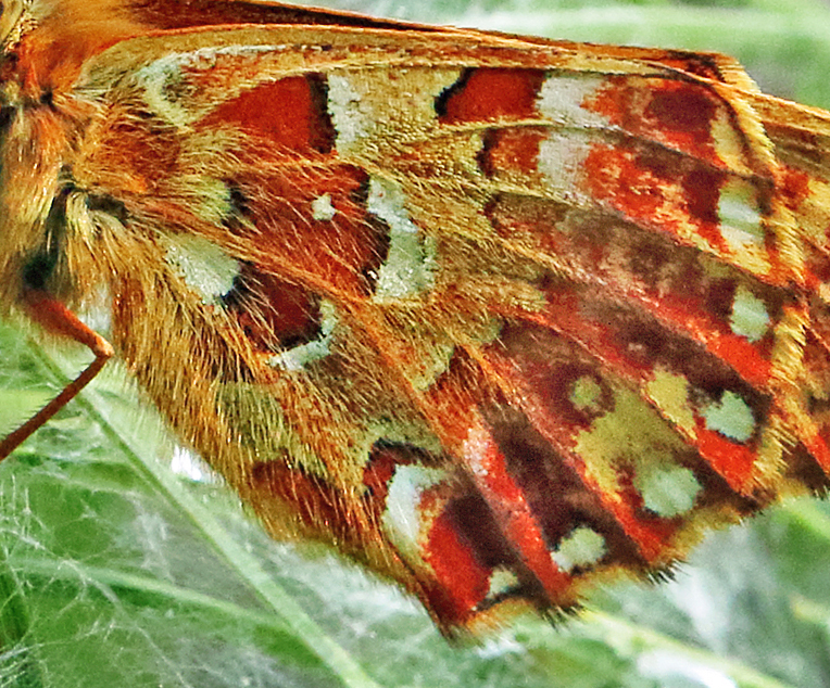 Moseperlemorsommerfugl, Boloria aquilonaris. Kirkemose, Ryegaard Dyrhave. Sjlland d. 22juni 2023. Fotograf; Henrik S. Larsen