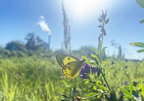 Gul Høsommerfugl, Colias hyale han. Refshaleøen, København, Danmark d. 21 september 2023. Fotograf: Kasper Møller