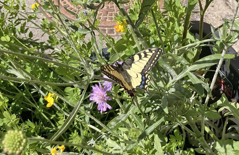 Svalehale, Papilio machaon han. Byskolen, Helsingr, Nordsjlland d. 13 juni 2023. Fotograf; Henriette Ege