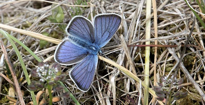 Engblfugl, Cyaniris semiargus han. Hvidegrft, Batteriskoven, Skagen, Nordjylland d. 29 maj 2023. Poul Ulrik